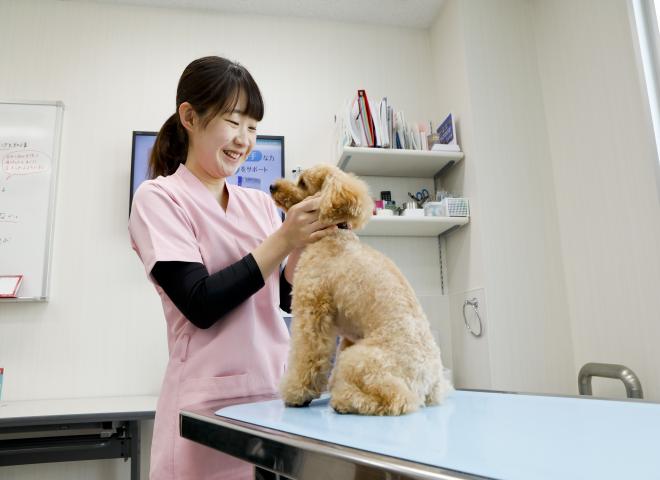 動物病院への就職率は日本トップクラス！