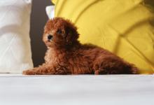 東京愛犬専門学校